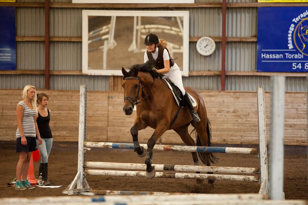 Dansk Varmblod Railo - „Kæmp for en, der også vil kæmpe for dig“ billede 15