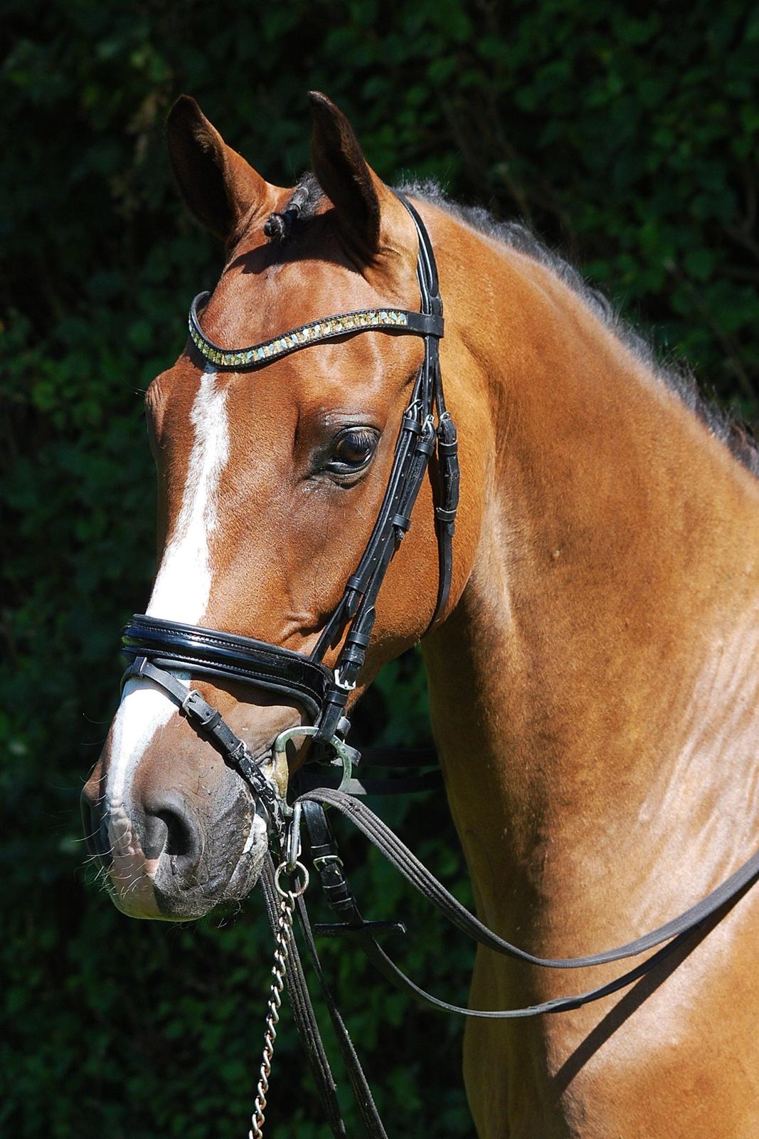 Dansk Varmblod Amour´s Don Cacier billede 45