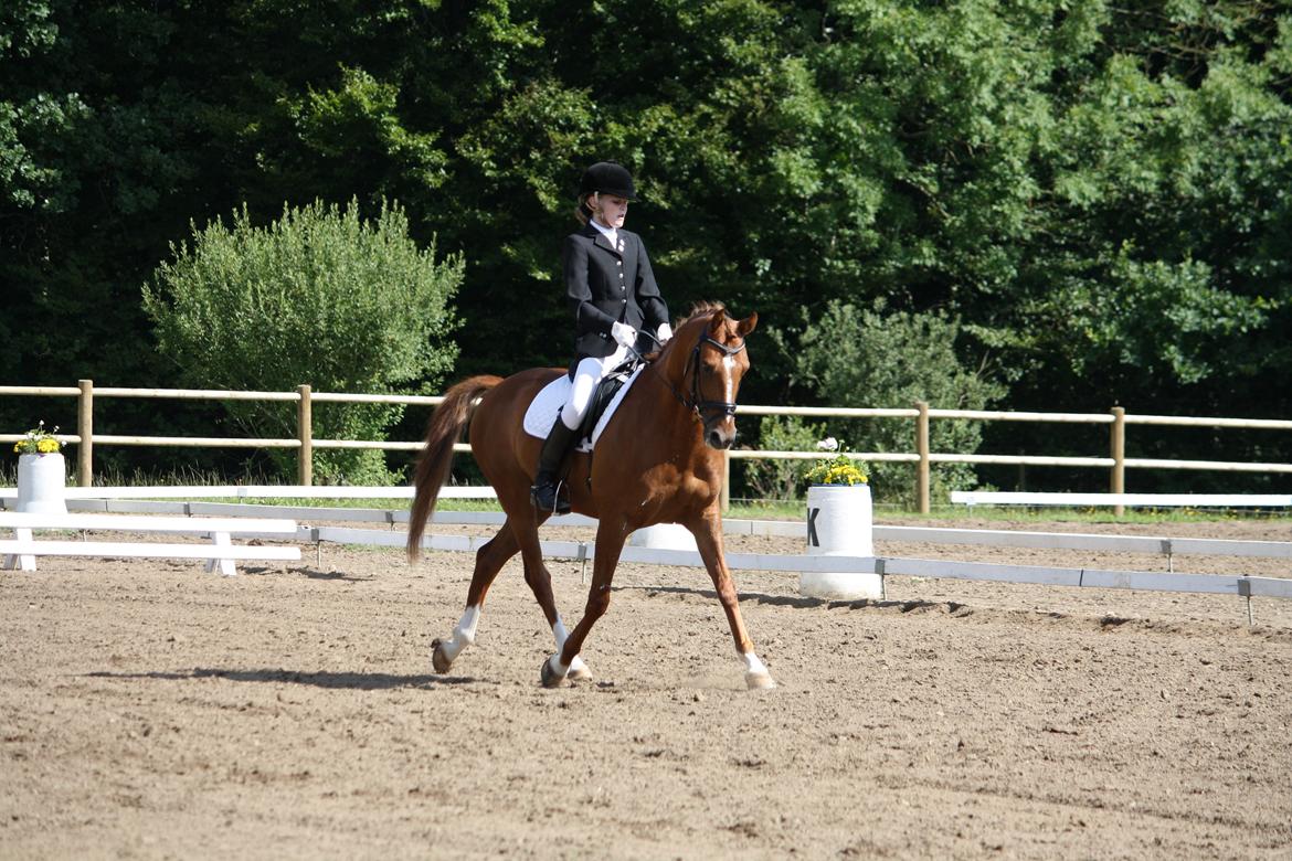 DSP BOMGAARDENS ANDIAMO B-PONY - C-stævne i Vejle d. 12/8-12 LA1 og LA4 1 plads og 3. plads. billede 11