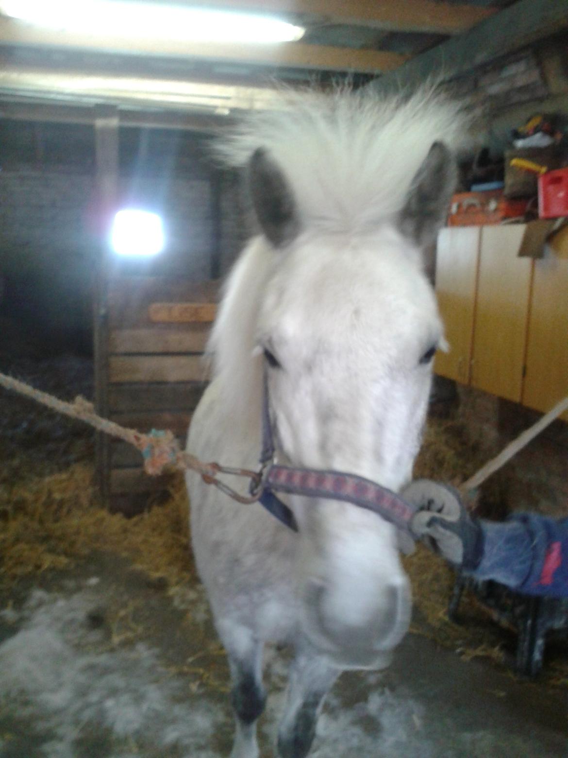 Anden særlig race Elvis(pelsdyret)(slogt):'( - elvis hååår billede 6