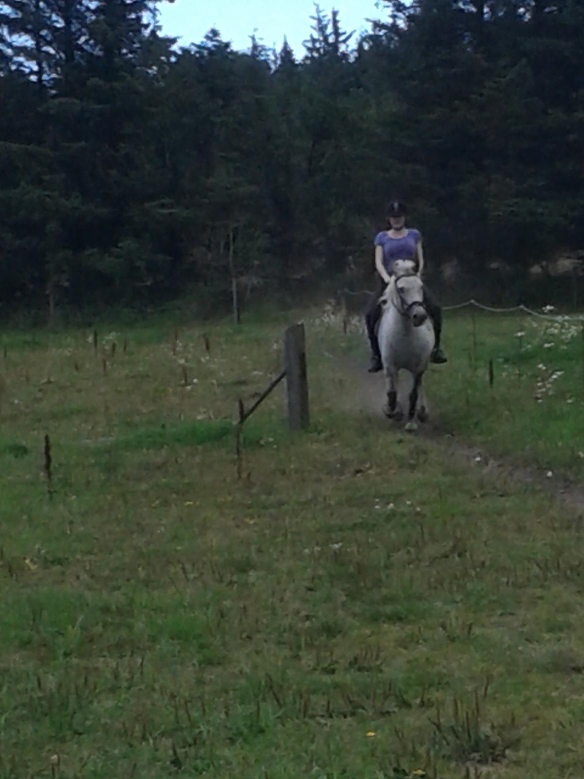 Anden særlig race Elvis(pelsdyret)(slogt):'( billede 10