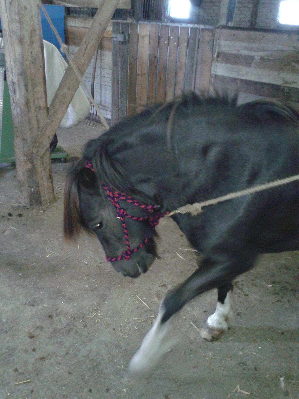 Shetlænder sararbi(biss) - tikke røv billede 11