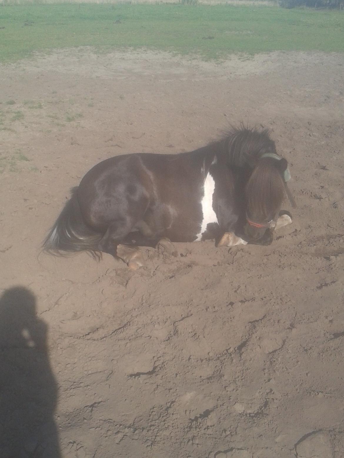 Shetlænder sararbi(biss) - biss dag sin daglige skønhedslur billede 12
