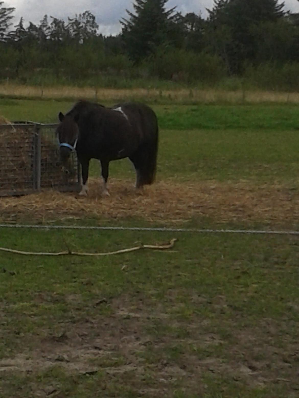 Shetlænder sararbi(biss) - biss stå og hygger sig billede 13