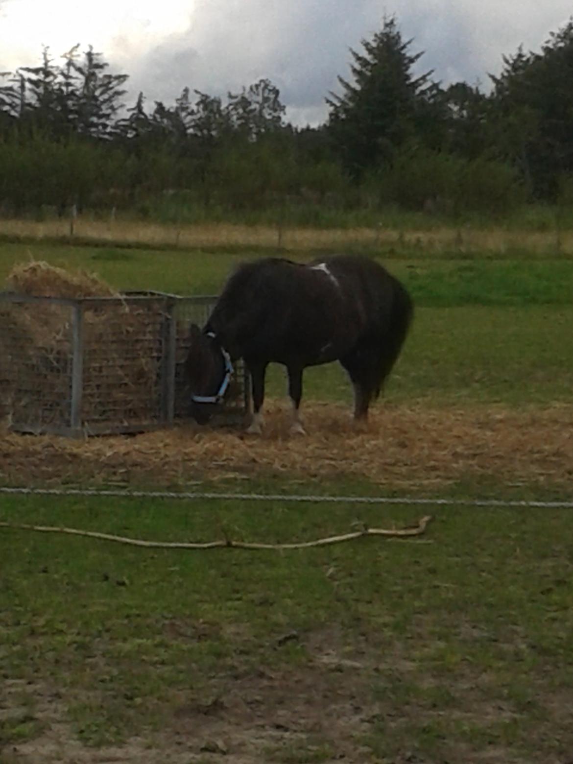 Shetlænder sararbi(biss) billede 14