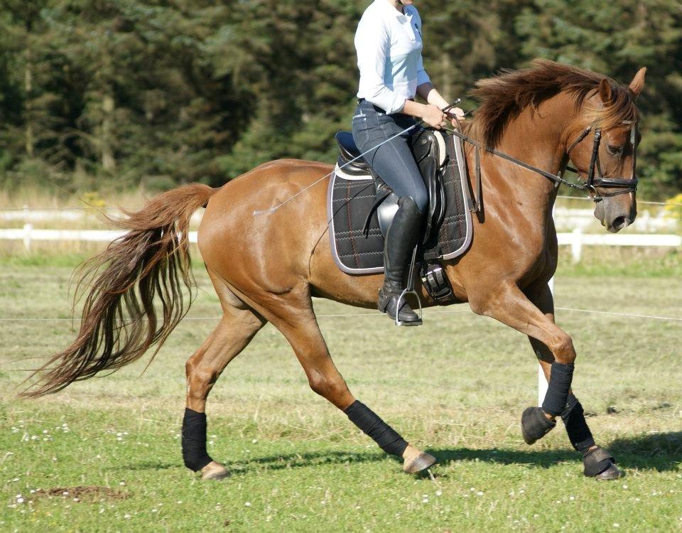 Anden særlig race Ricardo - Solgt - d. 12 Aug. 2012
- Halvanden uge efter ferie billede 1