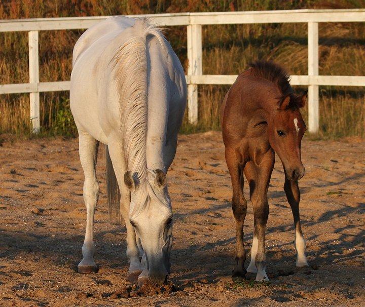 Anden særlig race /Araber - The Little Fighter Nünzi *SOLGT* - Foto : Jani P billede 2