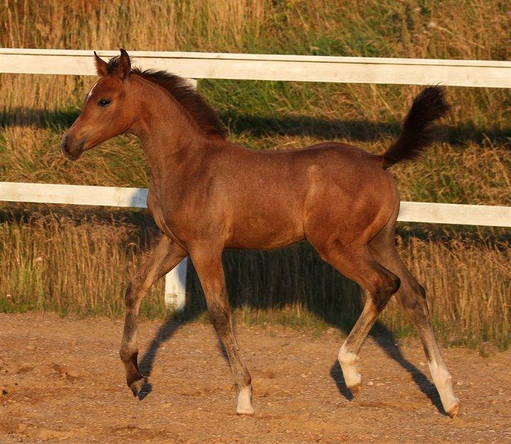 Anden særlig race /Araber - The Little Fighter Nünzi *SOLGT* - Foto : Jani P billede 3