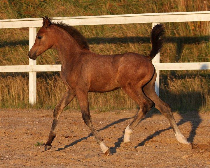 Anden særlig race /Araber - The Little Fighter Nünzi *SOLGT* - Foto : Jani P billede 5