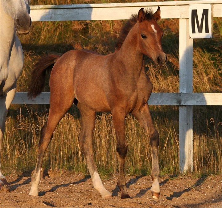 Anden særlig race /Araber - The Little Fighter Nünzi *SOLGT* - Foto : Jani P billede 6