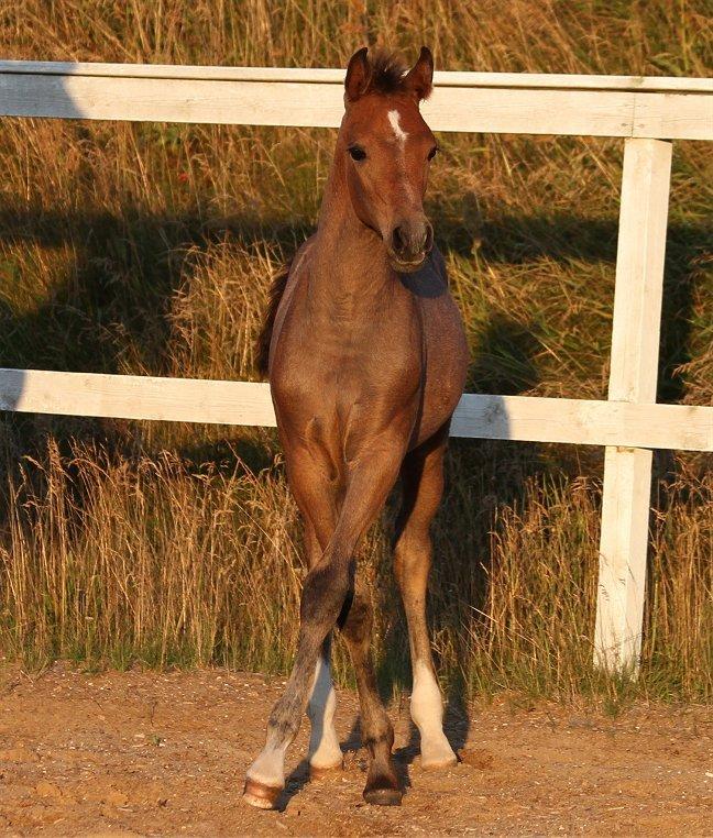 Anden særlig race /Araber - The Little Fighter Nünzi *SOLGT* - Foto : Jani P billede 8