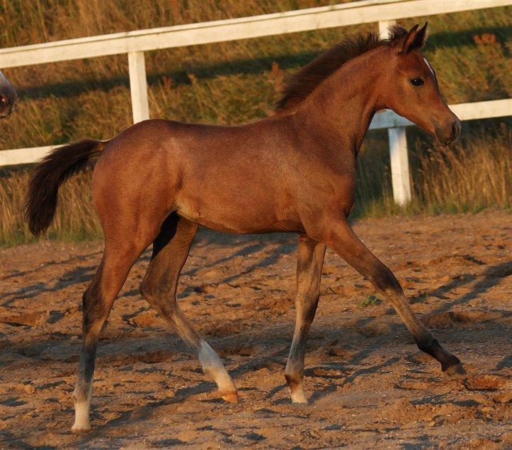 Anden særlig race /Araber - The Little Fighter Nünzi *SOLGT* - Foto : Jani P billede 10