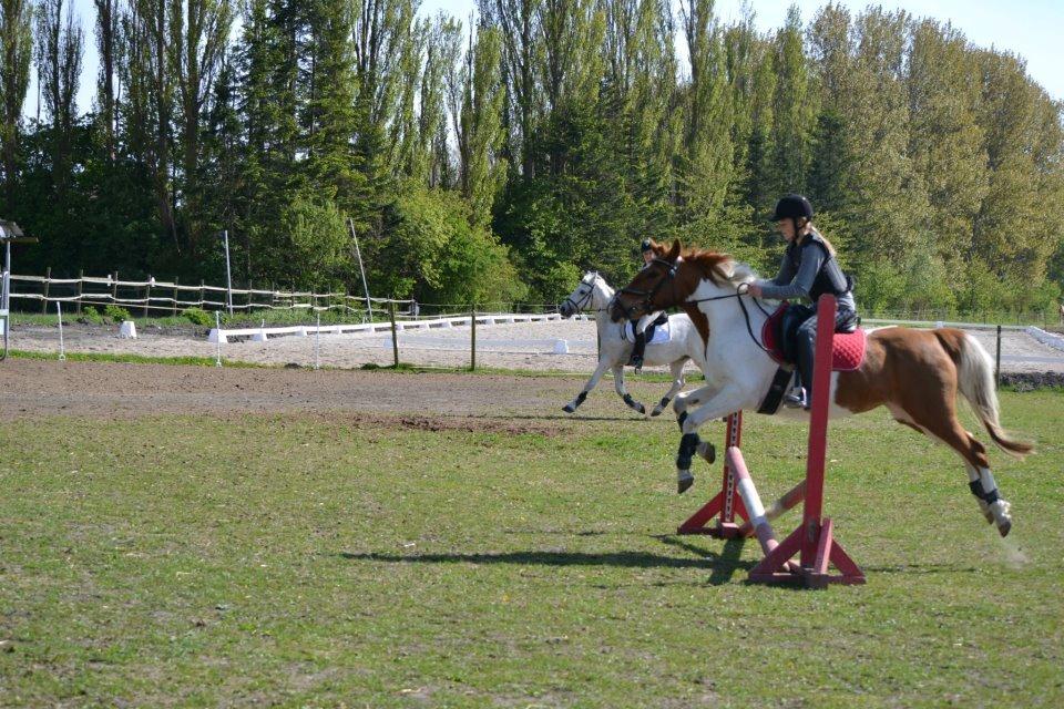 Pinto Ginger * Part * <3 - Du elsker at springe, men gjorde det alt for sjældent <3 billede 8