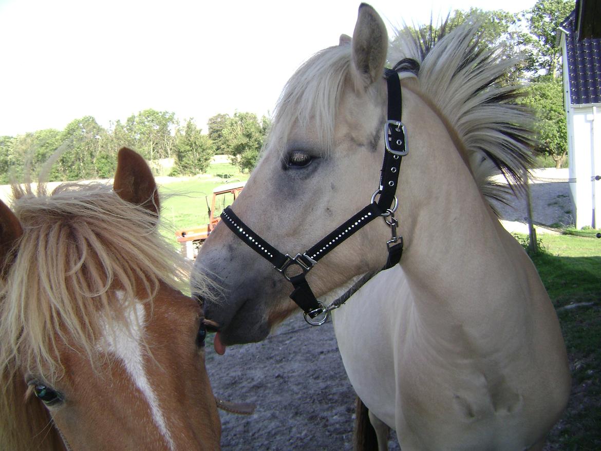Fjordhest figther billede 16