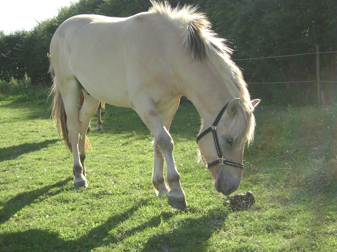 Fjordhest figther billede 17
