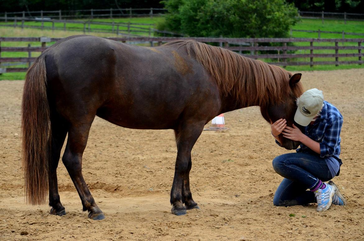 Islænder Sol fra Ærtebjerg billede 10