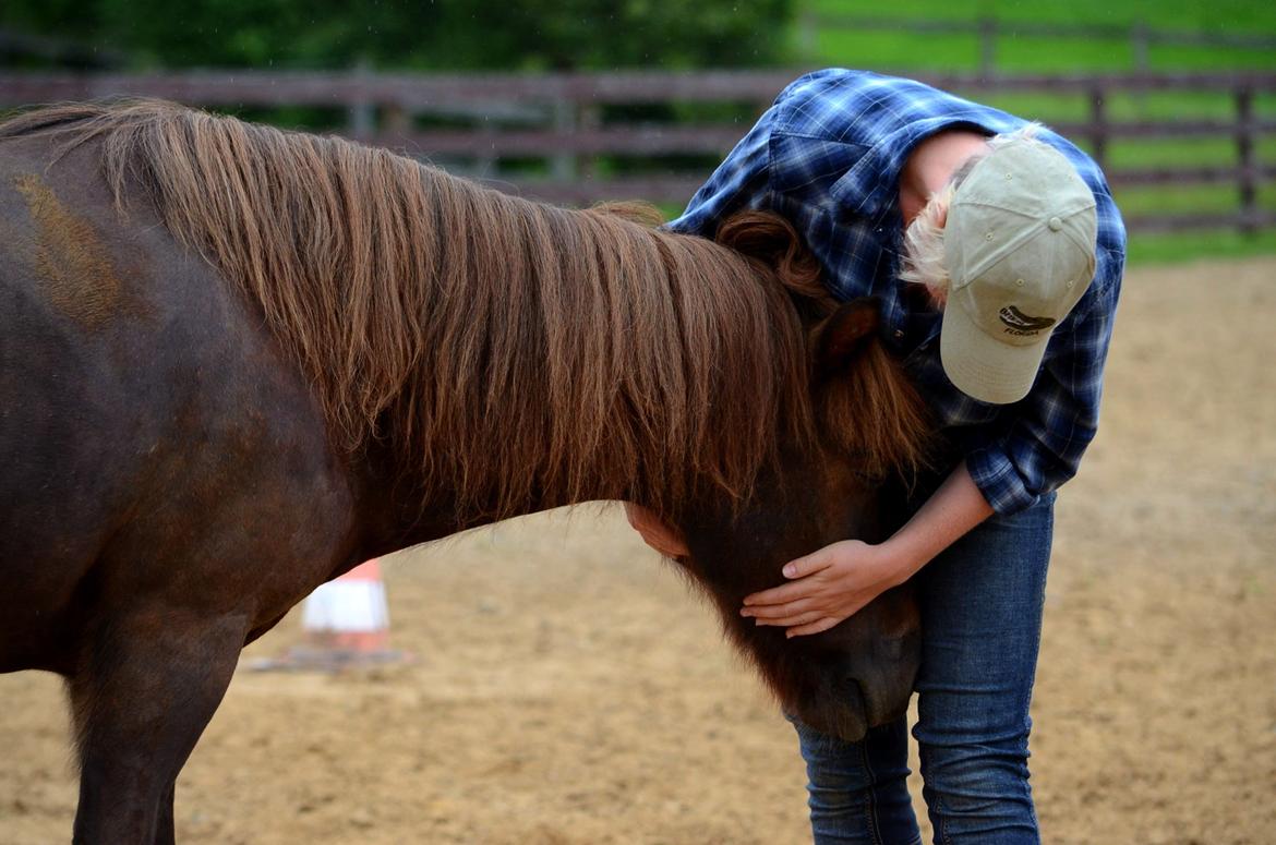 Islænder Sol fra Ærtebjerg billede 11