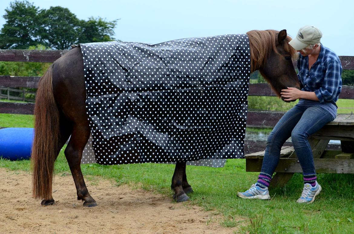 Islænder Sol fra Ærtebjerg billede 3