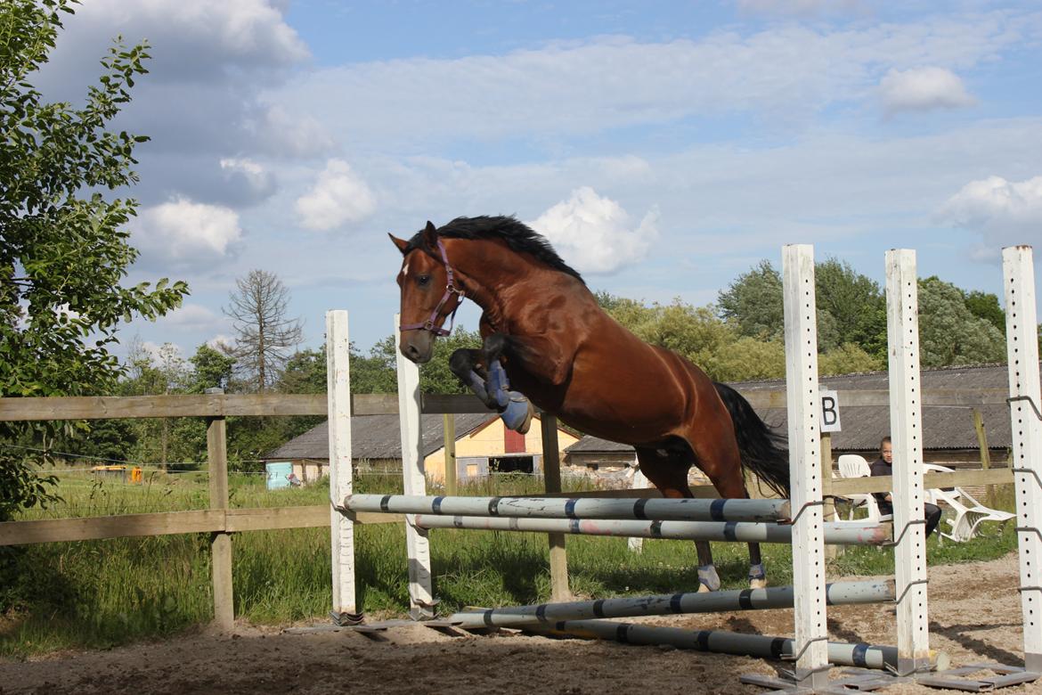 Knabstrupper Konrad af Dutterup solgt billede 14