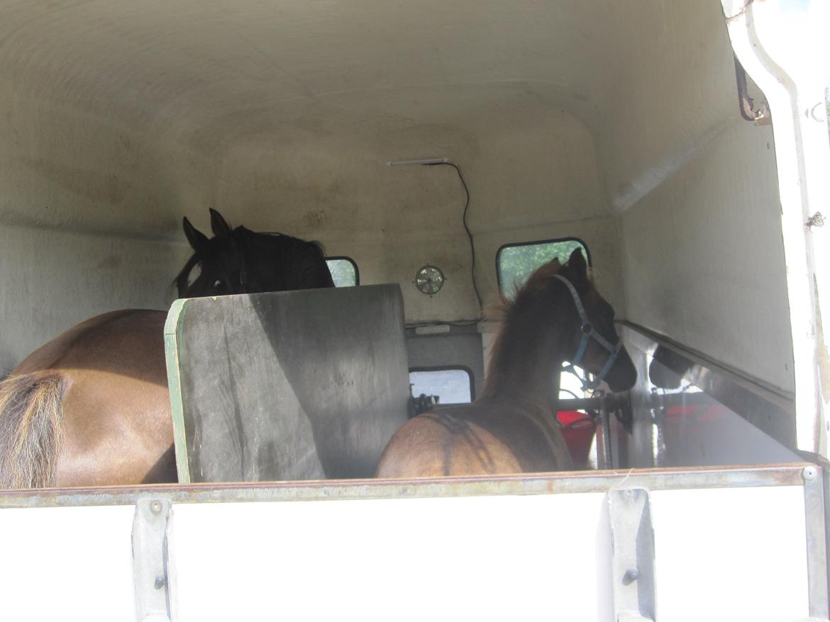 DSP Enzo M - i trailer for 3 gang august 2012 billede 5