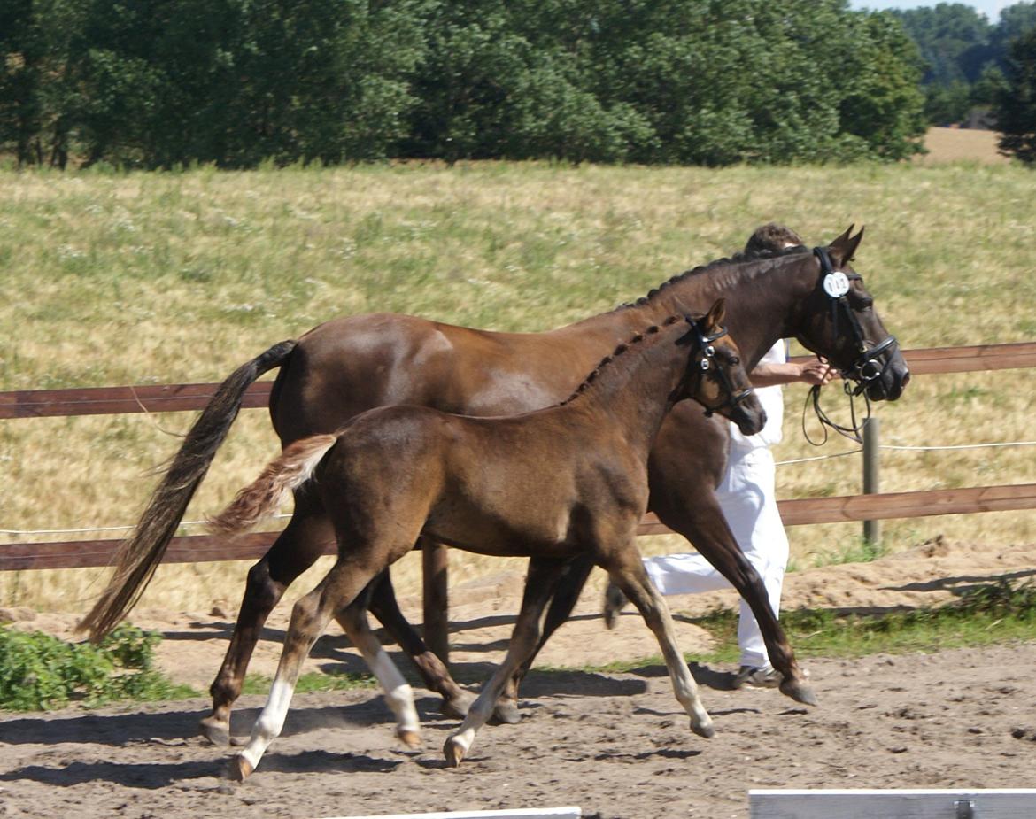 DSP Enzo M - til følskuet billede 7