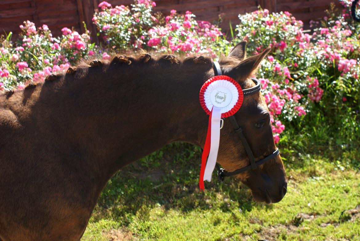 DSP Enzo M - min lille engel billede 8