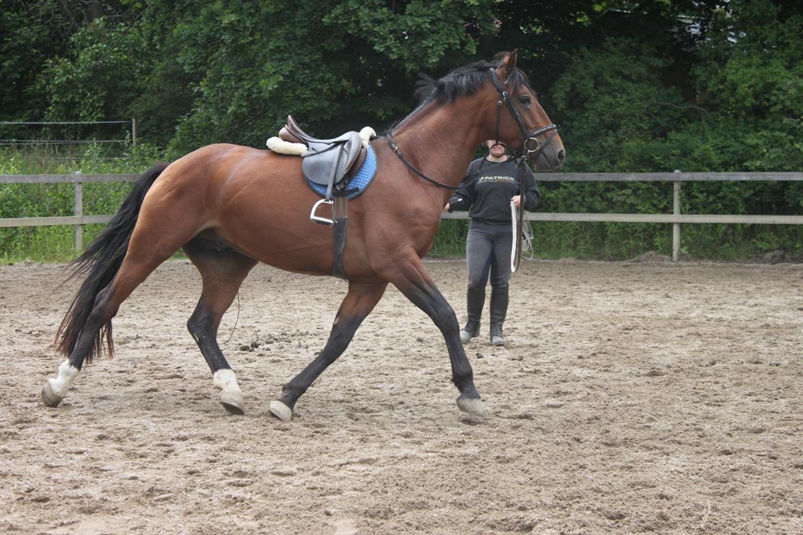 Knabstrupper Konrad af Dutterup solgt billede 15