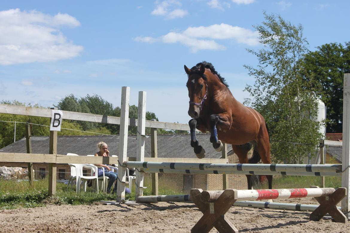 Knabstrupper Konrad af Dutterup solgt billede 16