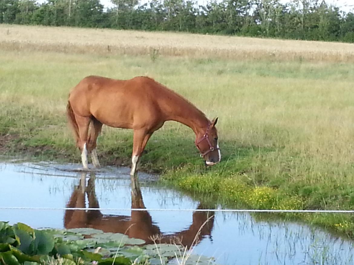 Dansk Varmblod De Gaulle billede 12