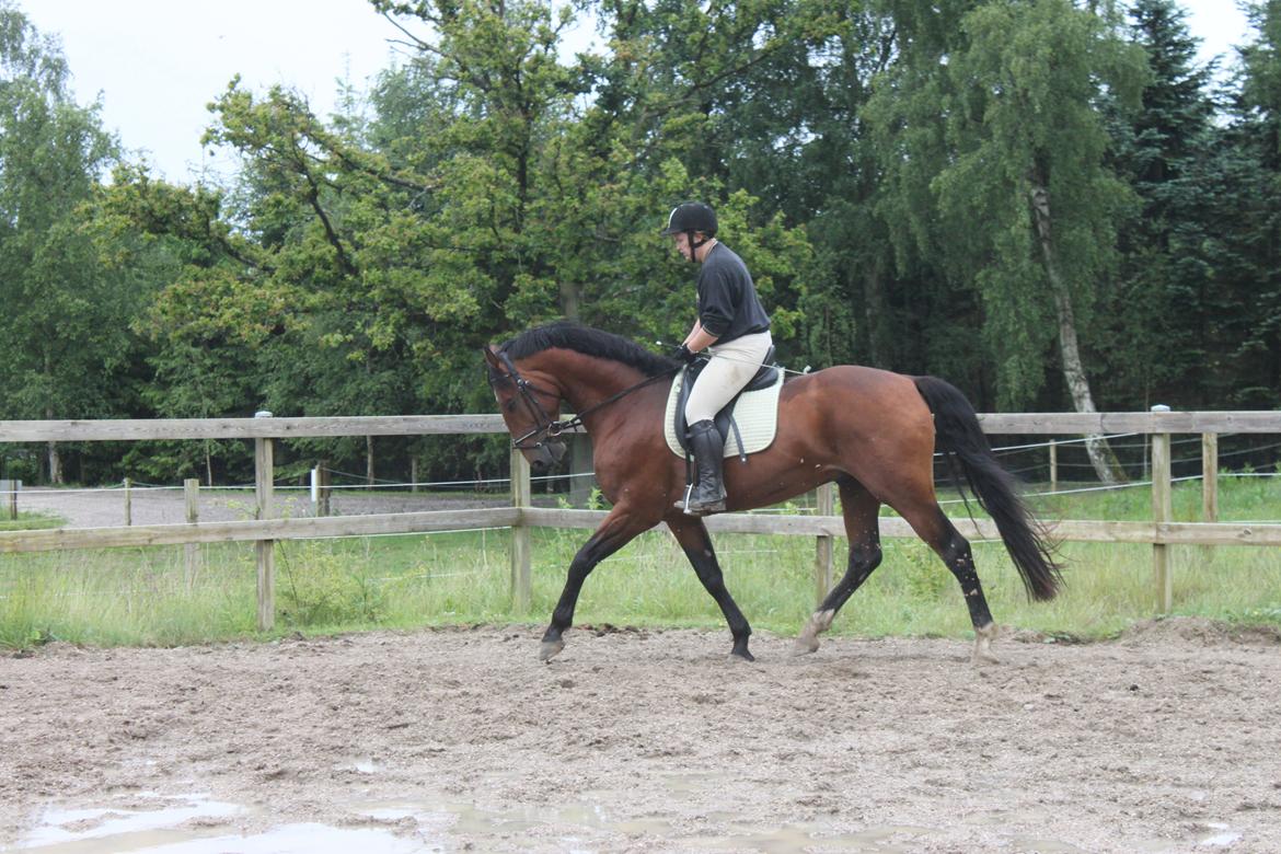 Knabstrupper Konrad af Dutterup solgt billede 7