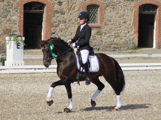 Welsh Partbred (Sec F) Bjerregårds Mozart - DM 2012

- baun photo billede 12