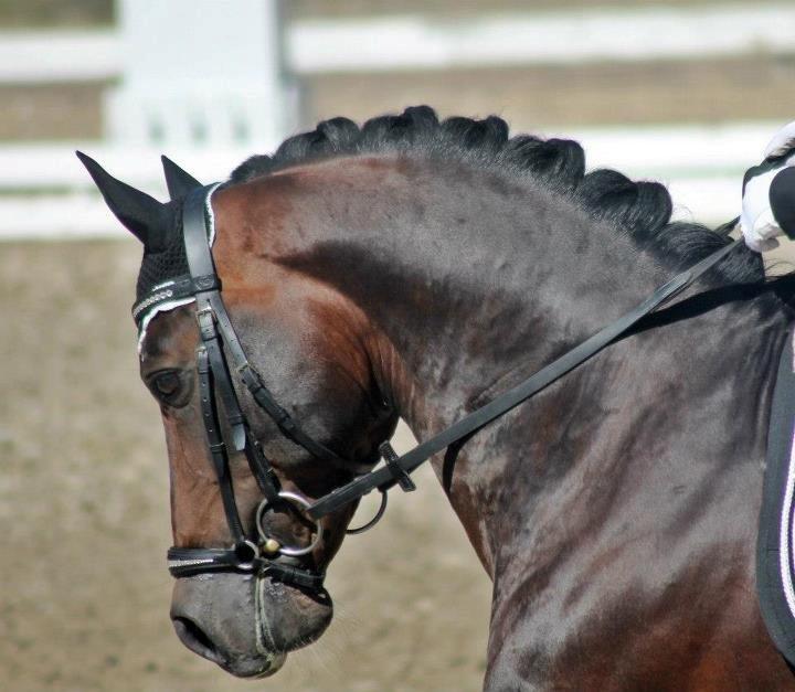 Welsh Partbred (Sec F) Bjerregårds Mozart - DM 2012

- baun photo billede 16