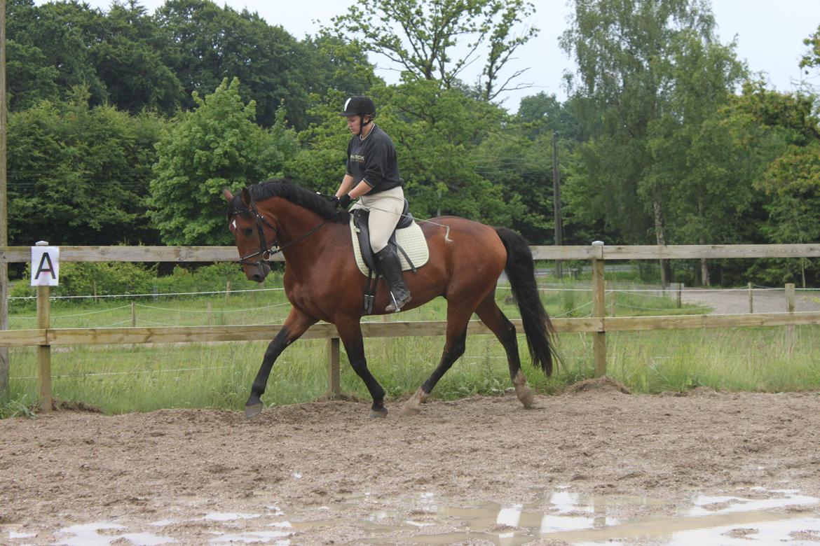 Knabstrupper Konrad af Dutterup solgt billede 13