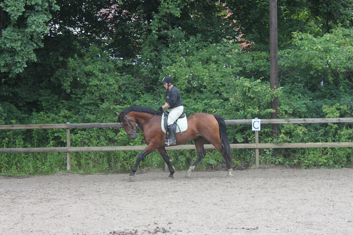 Knabstrupper Konrad af Dutterup solgt billede 4