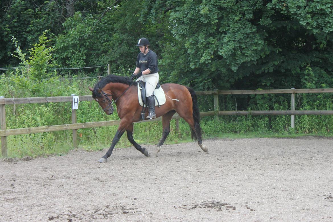 Knabstrupper Konrad af Dutterup solgt billede 10