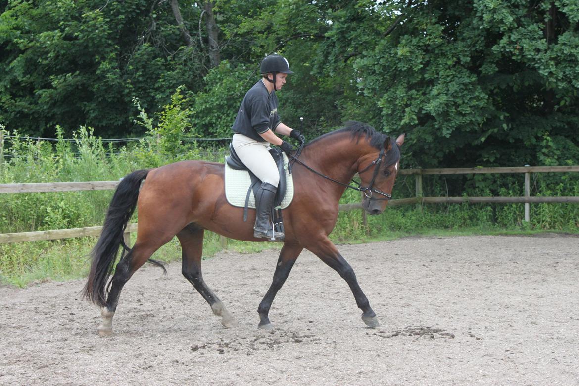 Knabstrupper Konrad af Dutterup solgt billede 17