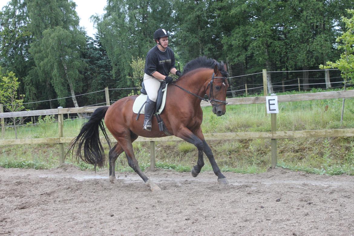 Knabstrupper Konrad af Dutterup solgt billede 18