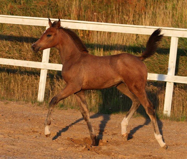 Anden særlig race /Araber - The Little Fighter Nünzi *SOLGT* - Foto : Jani P billede 13