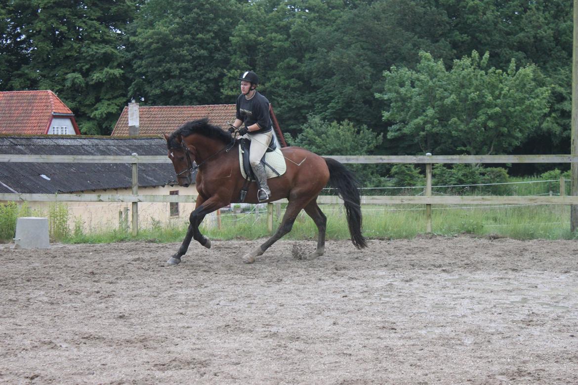 Knabstrupper Konrad af Dutterup solgt billede 19