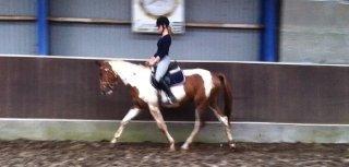 Pinto Araber Painted Blueberry billede 4