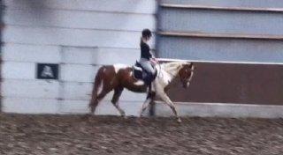 Pinto Araber Painted Blueberry billede 5