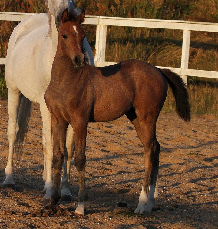 Anden særlig race /Araber - The Little Fighter Nünzi *SOLGT* - Foto : Jani P billede 14