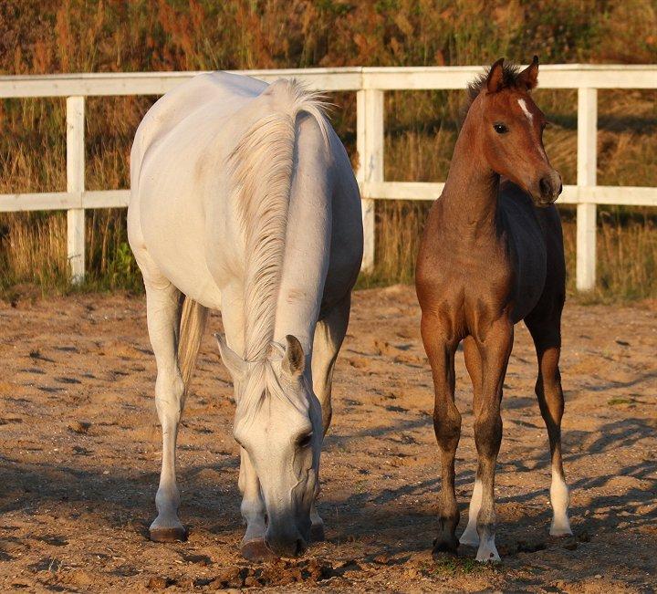 Anden særlig race /Araber - The Little Fighter Nünzi *SOLGT* - Foto : Jani P billede 19