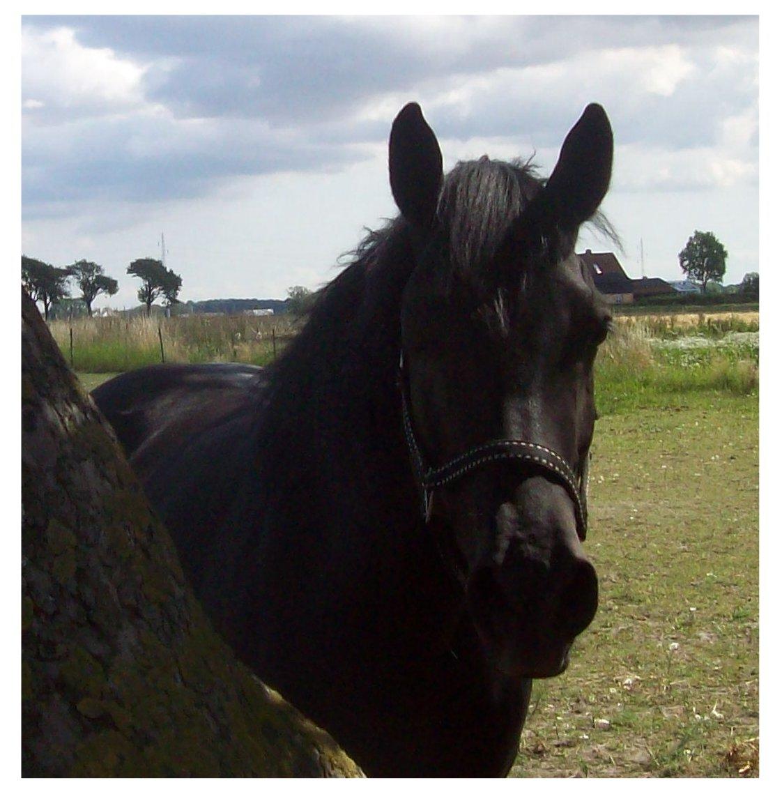 Anden særlig race Briza - smukke Briza. aug. 2012 billede 3