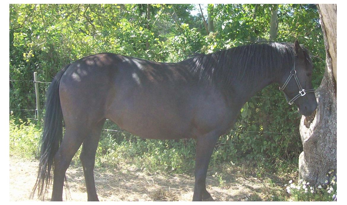 Anden særlig race Briza billede 17