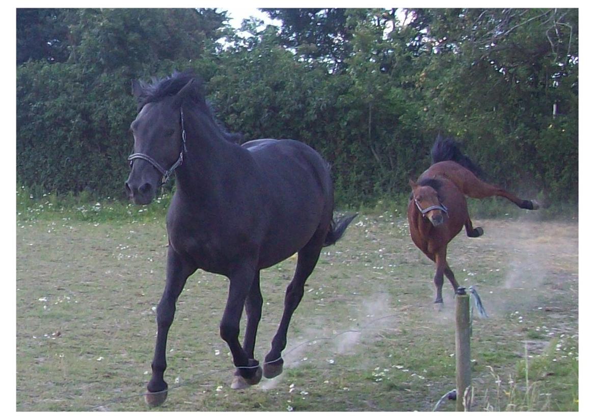 Anden særlig race Briza billede 18