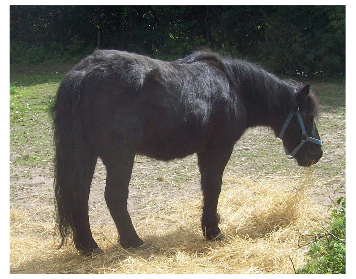 Anden særlig race Buller billede 3