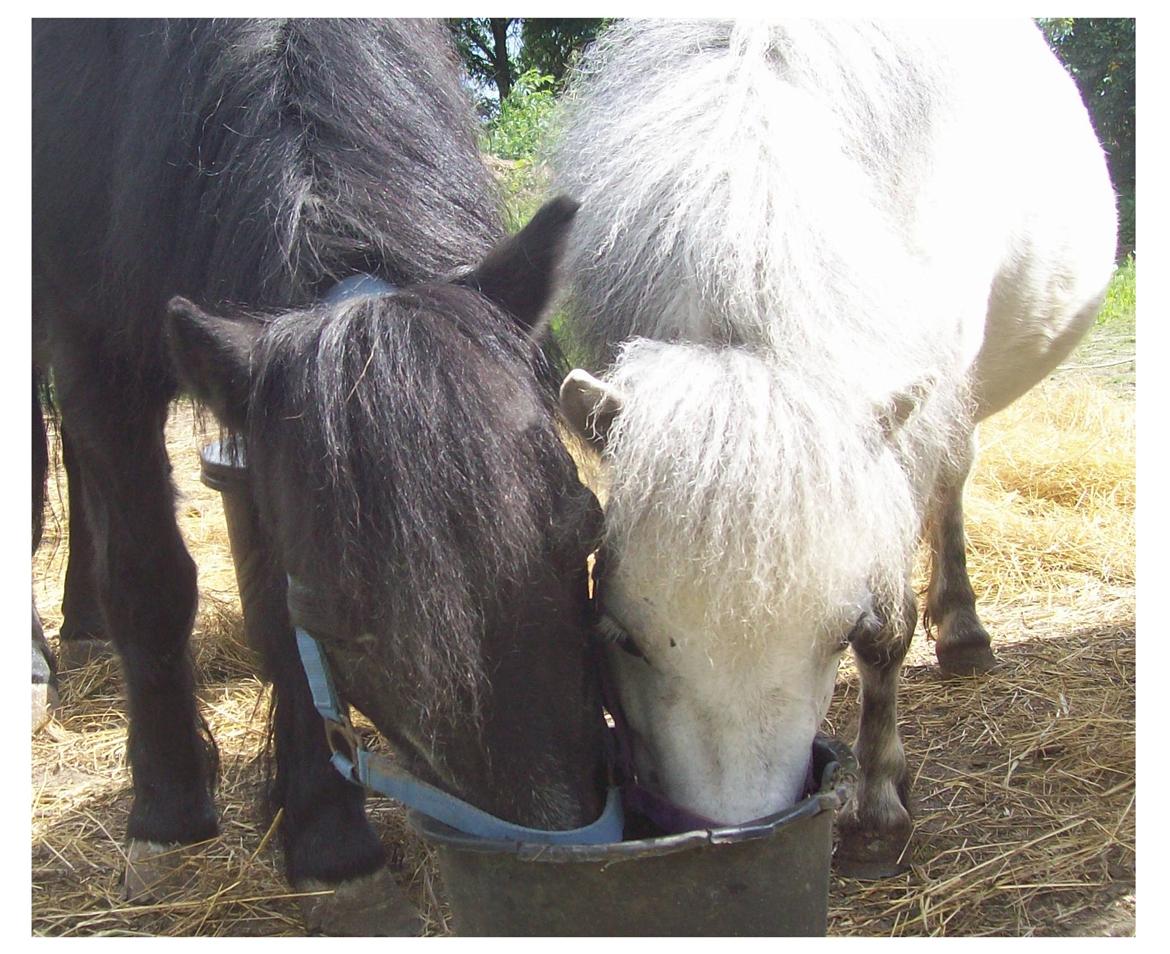 Anden særlig race Buller billede 16