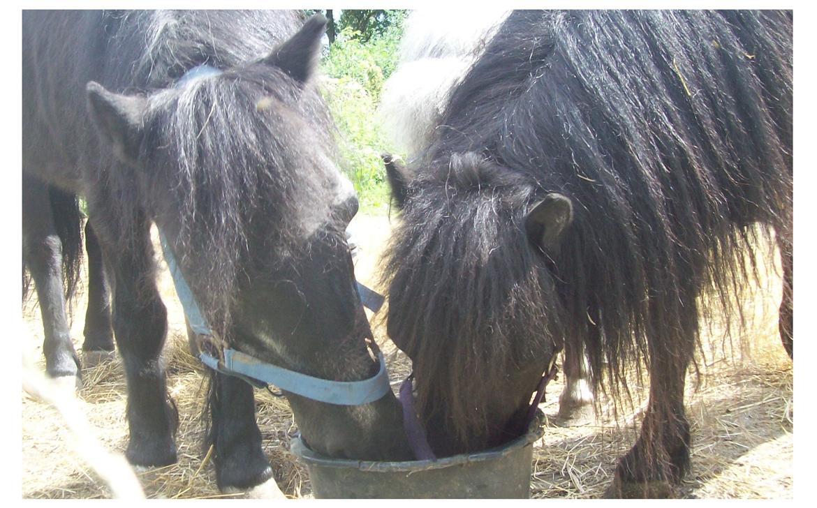 Anden særlig race Buller - Buller har det godt med sine 3 tøser. billede 17