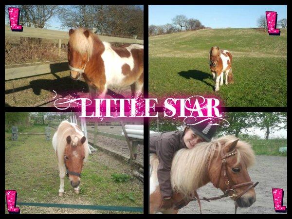 Shetlænder Little Star billede 14
